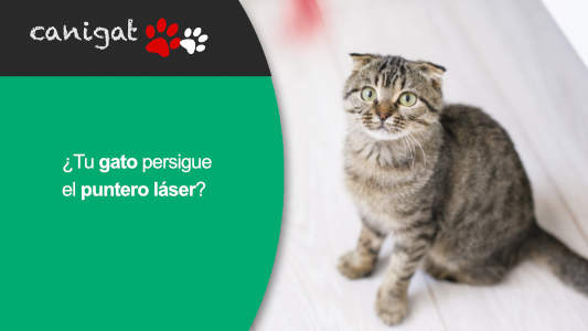 ¿Tu gato persigue el puntero láser? Descubre por qué deberías pensarlo dos veces…