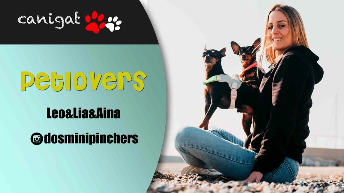 Petlovers dosminipinchers