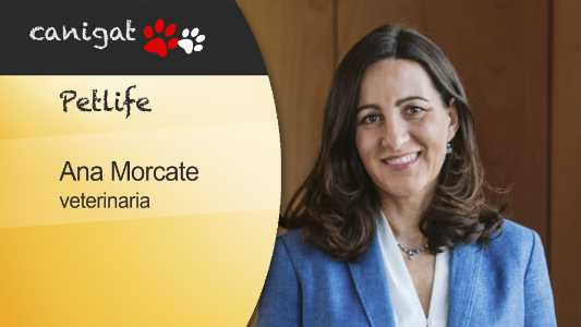 Ana Morcate