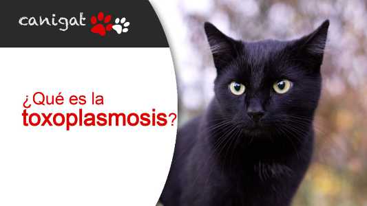 ¿qué es la toxoplasmosis?
