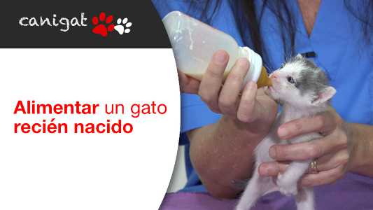 alimentar un gato recién nacido