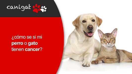 ¿cómo se si mi perro o gato tienen cancer?