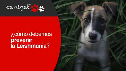¿cómo debemos prevenir la Leishmania?