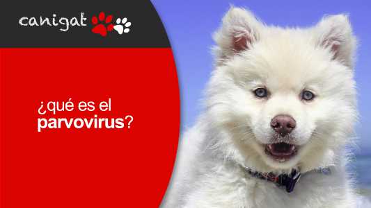 ¿qué es el parvovirus?