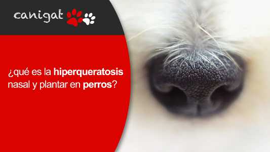 ¿qué es la hiperqueratosis nasal y plantar en perros?