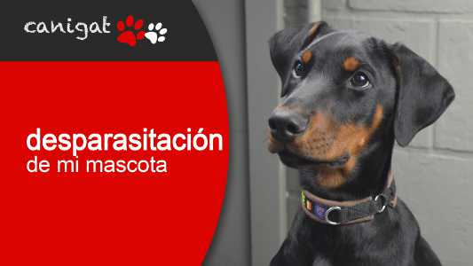desparasitación de mi mascota