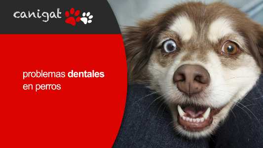 problemas dentales en perros
