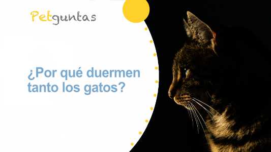 ¿por qué duermen tanto los gatos?