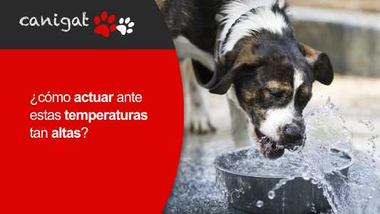 ¿cómo actuar ante estas temperaturas tan altas?