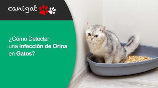 ¿Cómo Detectar una Infección de Orina en Gatos?