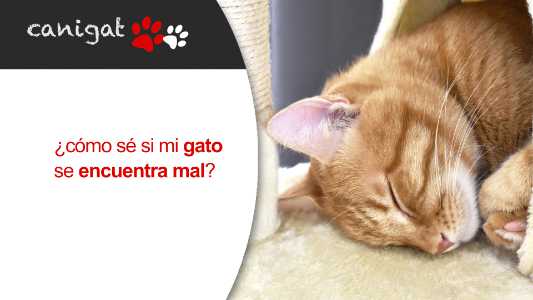 ¿cómo se si mi gato se encuentra mal?