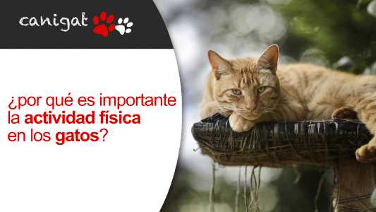 ¿por qué es importante la actividad física en los gatos?