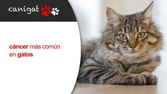 cáncer más común en gatos
