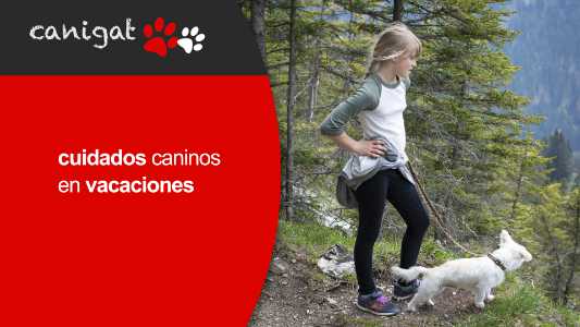 cuidados caninos en vacaciones