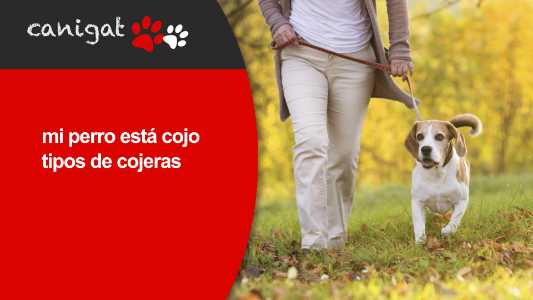 mi perro está cojo, tipos de cojeras