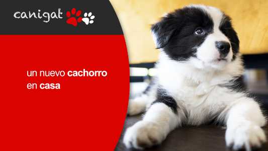un nuevo cachorro en casa